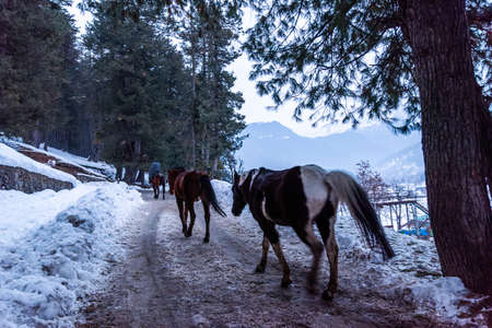 Beautiful view of Pahalgam during winter season surrounded by snow frozen Himalayas glacier mountains and green fir and pine tree line forest landscapeの写真素材