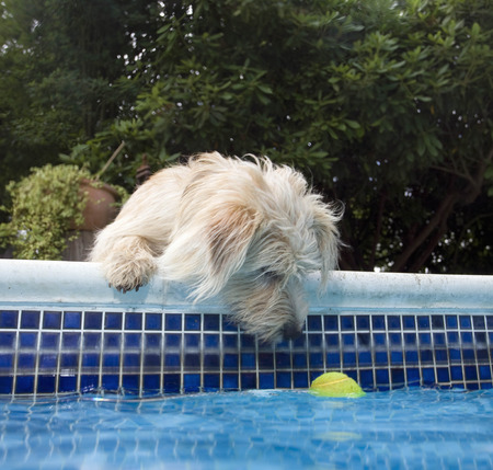 Dog looking at tennis ball in poolの写真素材