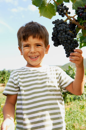 Young boy picking grapesの写真素材