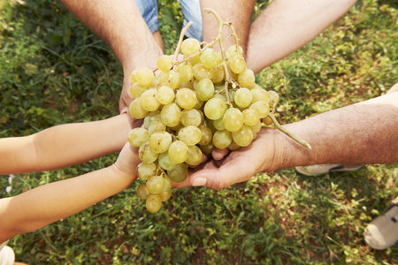 Generational family holding grapesの写真素材