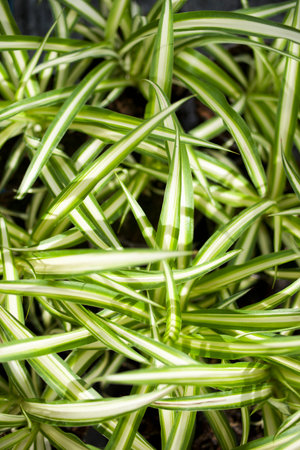 Close up of chlorophytus leavesの写真素材