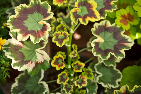 Close up of striped leaves of plantの写真素材
