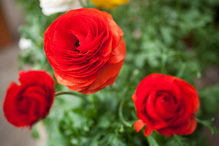 Close up of buttercup flowersの写真素材