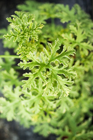 Close up of curled leaves of plantの写真素材