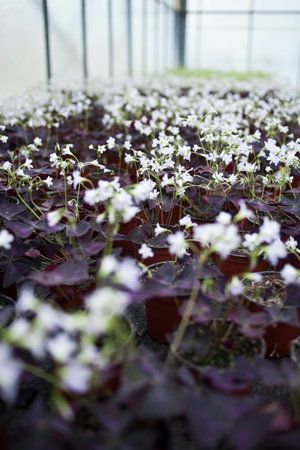 White flowers growing in greenhouseの写真素材
