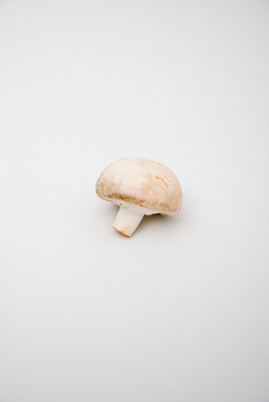 One mushroomの写真素材