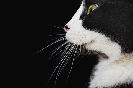 Head of cat in profile