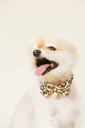 Pomeranian wearing a bowtieの写真素材