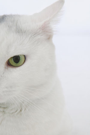 Head of white catの写真素材