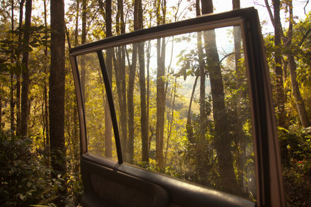 Forest seen from open car door
