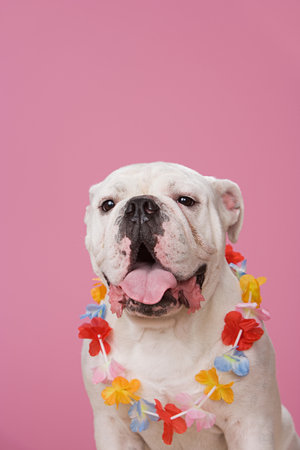 Bulldog wearing a flower garlandの写真素材