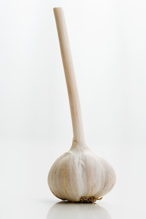 Garlic on white backgroundの写真素材