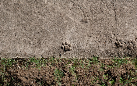 Cat's paw print in concreteの写真素材