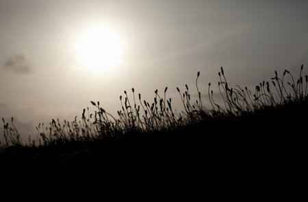 Backlit reedsの写真素材