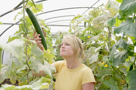 farm worker assesses cucumber plantの写真素材