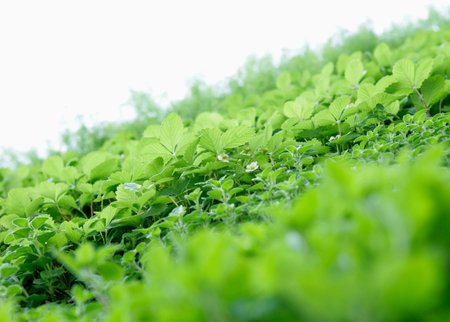 organic herb bed