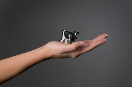 Female hand holding model cowの写真素材