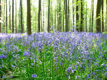 Sunlight through forest, blue flowersの写真素材