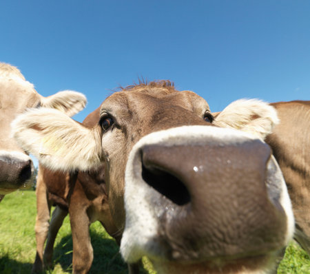 Cows in field, close-upの写真素材