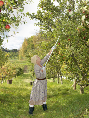 Woman picking applesの写真素材