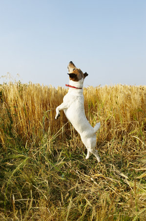 Dog jumping in a wheat fieldの写真素材