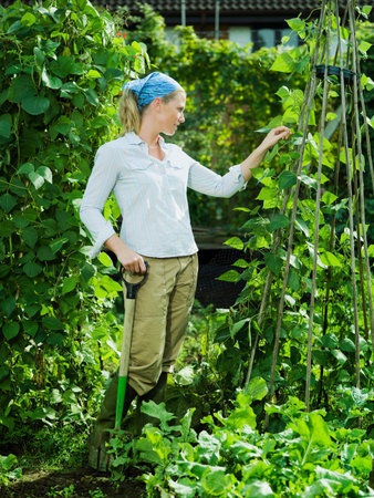 Young female picking runner beansの写真素材