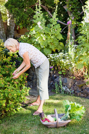 mature woman picking raspberriesの写真素材