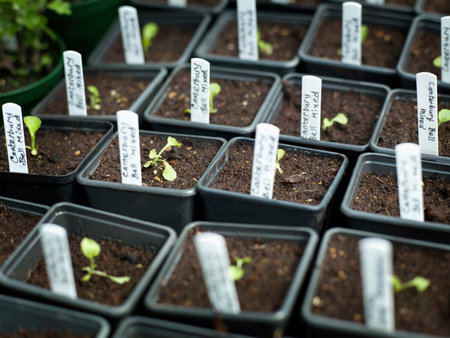 Little saplings in potsの写真素材