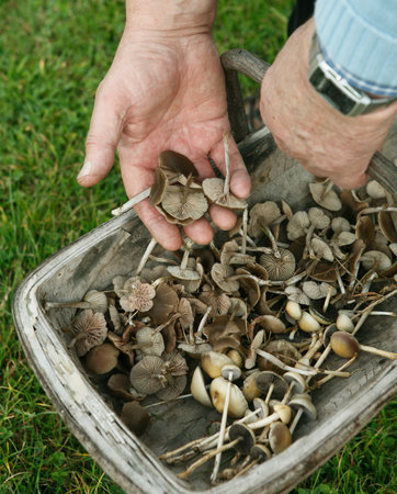 Wild mushrooms in basket on grassの写真素材