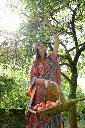 Hippy female picking applesの写真素材