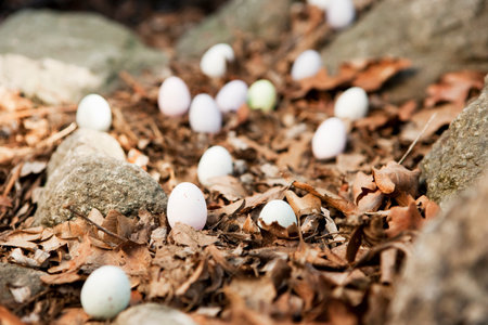 Eggs scattered on forest floorの写真素材