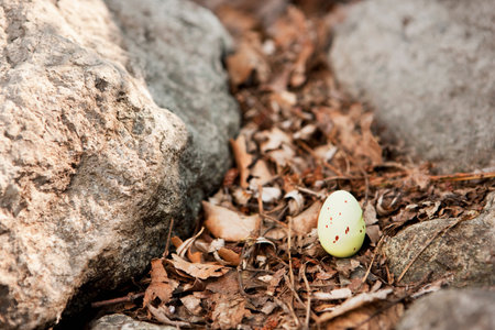 Egg sitting on forest floorの写真素材