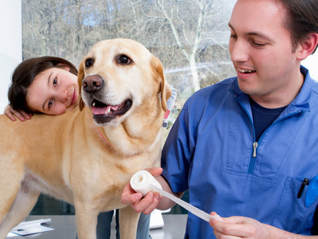 Vet working with girl and her dogの写真素材