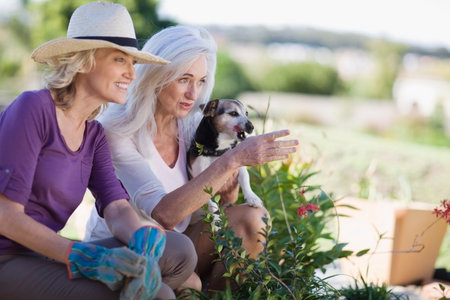 Older women examining garden togetherの写真素材