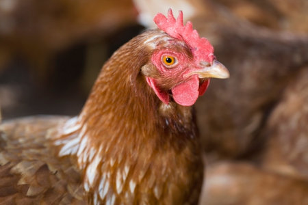 Close up of chicken's faceの写真素材