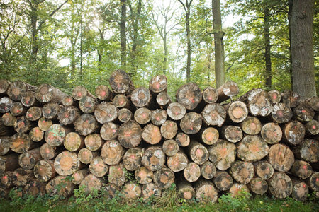 Pile of felled trees in forest