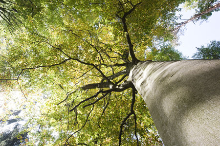 Low angle view of tree