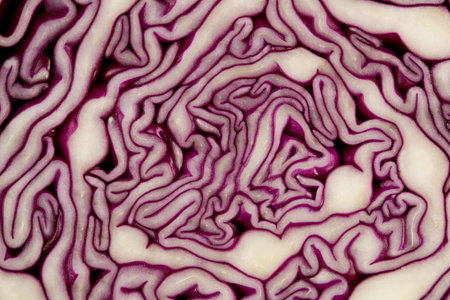 Red cabbage background.の写真素材