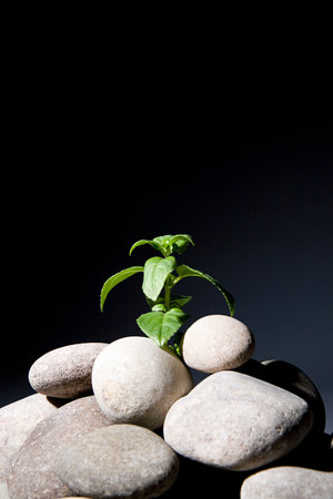 Plant growing from pebblesの写真素材