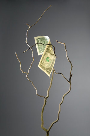 One dollar bill on a branchの写真素材