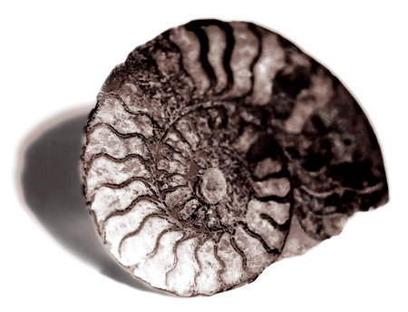 Shell background.の写真素材