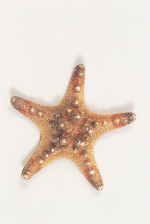 Starfish background.の写真素材