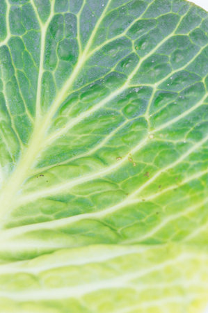 Leaf texture background.の写真素材