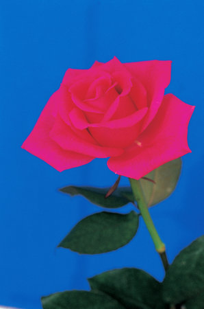 Rose background.の写真素材