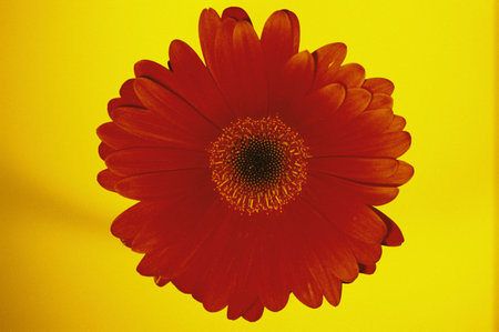 Red Dahlia background.の写真素材