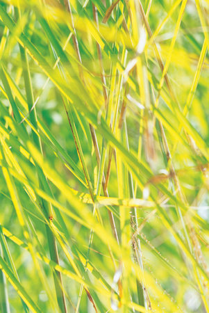 Grass texture background.