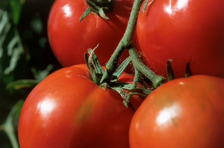 Ripe tomatoes background.の写真素材