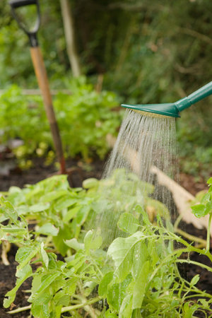 Plants being wateredの写真素材