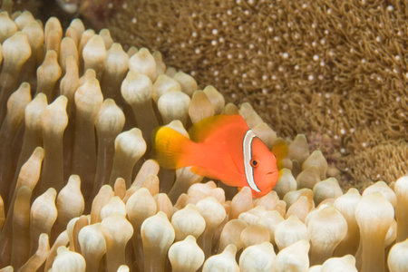 Anemonefish and sea anemoneの写真素材