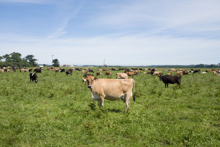 Cows in a fieldのeditorial素材